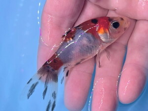 福嘉金魚 動画あり！ 朱文金 500匹より選別の上物！ 綺麗！ 水槽のアクセントに！ 長尾産 約8～10センチ 当歳 現物 １匹 SB-14 ⑤-2 滋賀