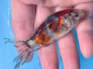 福嘉金魚 動画あり！ 朱文金 500匹より選別の上物！ 綺麗！ 水槽のアクセントに！ 長尾産 約8～10センチ 当歳 現物 １匹 SB-16 ⑤-2 滋賀