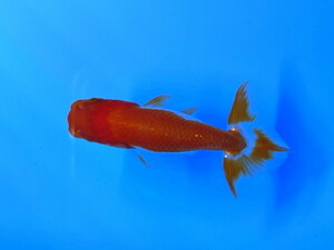 福嘉金魚 動画あり！ らんちゅう 可愛い癒し系金魚 約6センチ ２歳 現物 １匹 R-2 ⑤-4 金魚 滋賀