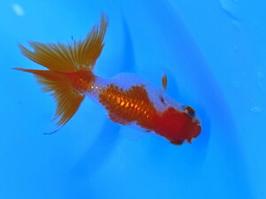  luck . goldfish animation equipped! Osaka golgfish pretty .. series goldfish approximately 6~8 centimeter 2 -years old actual article or goods 1 pcs RO-1 ⑤-3 goldfish Shiga lunch .u