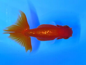  luck . goldfish animation equipped! Osaka golgfish pretty .. series goldfish approximately 6~8 centimeter 2 -years old actual article or goods 1 pcs RO-4 ⑤-3 goldfish Shiga lunch .u