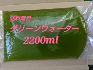 グリーンウォーター 濃いめ 2200ml　青水　メダカ　稚魚　ミジンコ　針子　