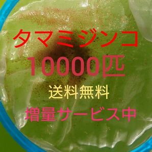 タマミジンコ　約10000匹　グリーンウォーター メダカの餌　活餌