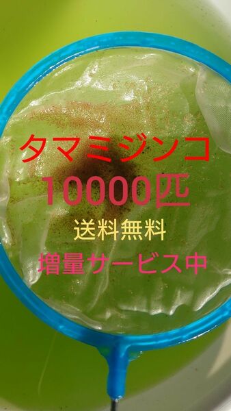 タマミジンコ　約10000匹　グリーンウォーター メダカの餌　活餌