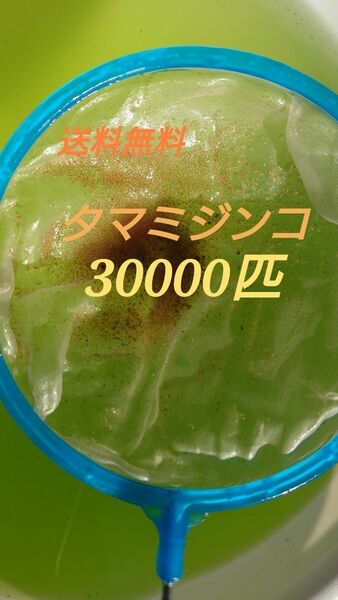 タマミジンコ　約30000匹　グリーンウォーター メダカの餌　活餌　