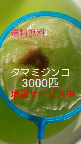 タマミジンコ　約3000匹　グリーンウォーター メダカの餌　活餌