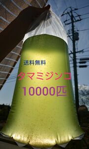 タマミジンコ　約10000匹　グリーンウォーター メダカの餌　活餌