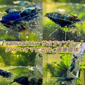 【 samurai blue サムライブルー】3ペア +オマケ多め ※画像個体の画像1