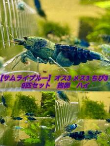 [ Samurai blue ] male 3 female 3 &.. Sam 3 pcs extra total9 pcs * image individual Taiwan BIG2. breeding individual . egg equipped Saturday shipping only 