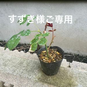 バラ苗　切り花品種　挿し木 四季咲き　○ey