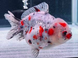 I1[ fish master oka] finest quality ultimate beautiful individual China production flower Sakura yan bow ( origin .) Short tail Holland 15cm rank including in a package possible 