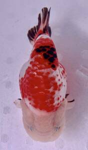 Ｂ1[フィッシュマスターオカ] ☆極美極上個体　中国産　シルク桜鹿子　らんちゅう　13cm位　同梱可
