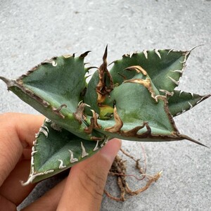 N1701アガベ チタノタ 蟹 カニ Agave