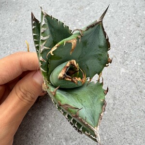 N1702アガベ チタノタ 蟹 カニ Agave