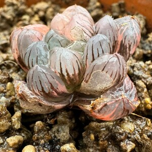N1737多肉植物　ハオルチア　ハオルシア　OB-1紫オブツーサ錦　
