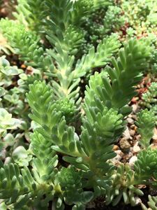 ☆多肉植物/小松緑カット苗☆彡