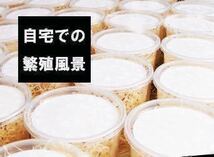 トリニドショウジョウバエ 75匹+α 【即決】【翌日までに発送】【送料無料】 生き餌 活き餌 餌用　ショウジョウバエ　フライトレス_画像3