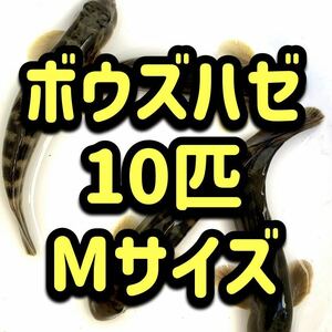 ボウズハゼ　サイズM（7～9cm前後）　10匹セット　5/19以降出荷　河川中流域　神奈川県　コケ取り　混泳OK　【送料無料　即決】