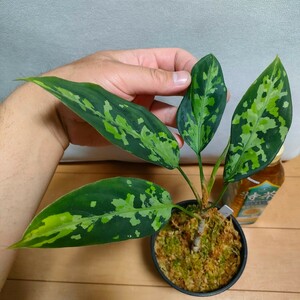 アグラオネマピクタム　ニルヴァーシュ Aglaonema pictum