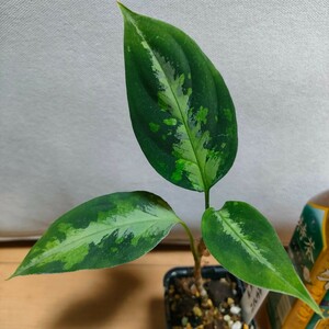 アグラオネマピクタム　ニルヴァーシュ　aglaonema pictum 