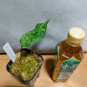 アグラオネマピクタム　aglaonema pictum