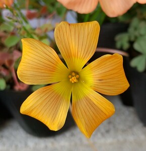 Oxalis obtusa サンセット クリームの球根