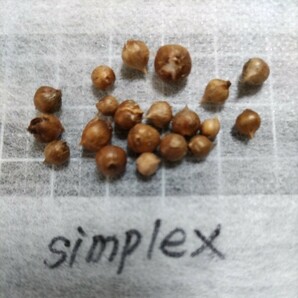 Oxalis Simplexの球根の画像2