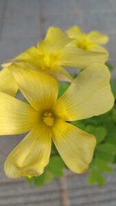 Oxalis obtusa Lemonadeの球根