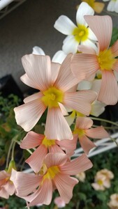 Oxalis obtusa ダマスクローズローズの球根