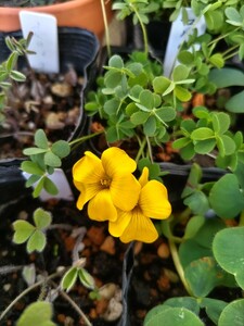 Oxalis ペルディカリア ロバータの球根