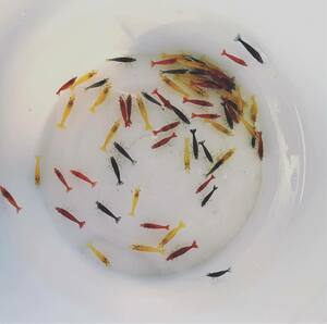 [1.5-2.0cm] Cherry shrimp Random [40 pcs ] mixed set [ colorful ] red orange yellow blue [ freshwater prawn ]