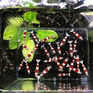 [1.1-2.0cm][10 pcs ] Red Bee Shrimp [CRS][ bee shrimp ]