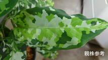 アグラオネマ ディープフォレスト Aglaonema pictum tricolor Deep Forest_画像1