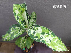 アグラオネマ 青海苔 Aglaonema pictum 青海苔 (13冬) from sibolga timur AZ0813-4 AZ便