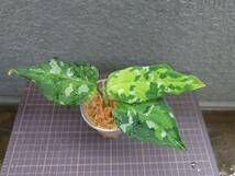 アグラオネマ ディープフォレスト Aglaonema pictum tricolor Deep Forest_画像2