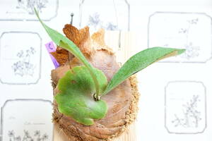 Platycerium sp @bika forest wife board attaching goods sp stock ... stock staghorn fern 