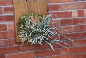 P.willinckii 'OMG' spored @bika forest wife board attaching . goods o- M ji- staghorn fern 