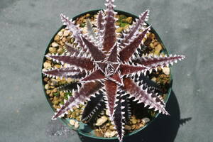 Amazonico★★★★Dyckia 'Z'gok' × 'BS'★★★★★ブロメリア ディッキア