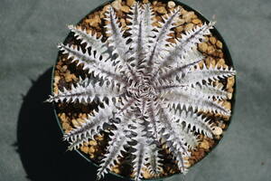 Amazonico★★★★Dyckia 'Crystal Boy' × 'BS'★★★★★ブロメリア ディッキア