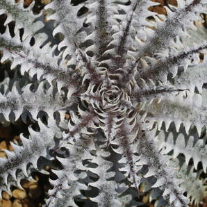 Amazonico★★★★Dyckia 'Crystal Boy' × 'BS'★★★★★ブロメリア ディッキアの画像2