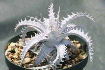 Amazonico★★★★Dyckia 'Sun Wukong' × 'Dainagon'★★★★★ブロメリア ディッキア_画像3