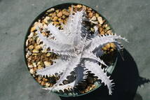 Amazonico★★★★Dyckia 'Sun Wukong' × 'Dainagon'★★★★★ブロメリア ディッキア_画像1