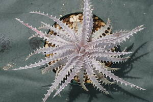 Amazonico★★★★Dyckia 'Nemesis' × 'Battle Cry'★★★★★ブロメリア ディッキア