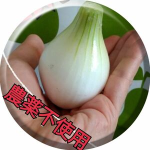 ペコロス（小玉葱）こたまねぎ産地直送無農薬野菜