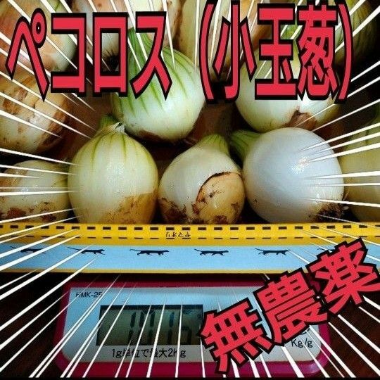 小玉葱（ペコロス）小たまねぎ 農薬不使用野菜