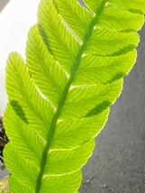 Blechnum obtusatum ブレクナム・オブツサタム 胞子増殖株③ 熱帯植物_画像1