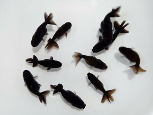 ## black golgfish ( this year )#10 pcs 
