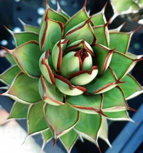 ZU24 domestic. forerunner new kind succulent plant agave . blue lotus ultra rare high class goods kind finest quality . stock 