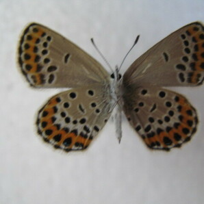 国内産蝶標本 ミヤマシジミ  静岡県産 浜松市 ２♂、♀ 採集品 の画像4