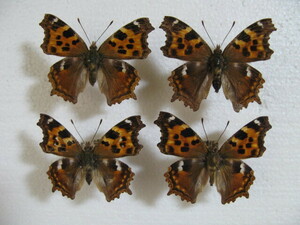  внутренний производство бабочка образец L вертикальный - Nagano префектура производство дешево замутненный . коллекция товар 4 голова 